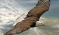 cropped-eagle.jpg