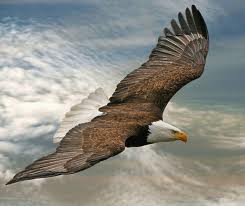 eagle