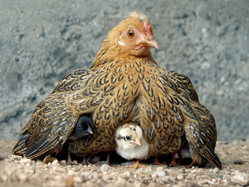 This image has an empty alt attribute; its file name is momma-hen.jpg