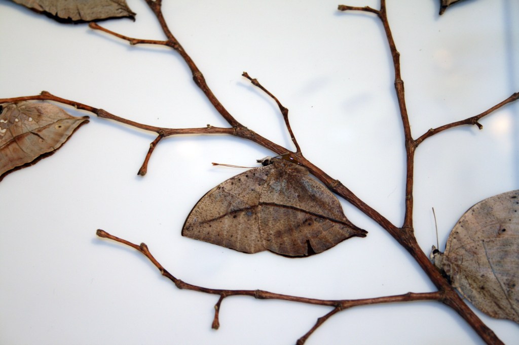 Dead Leaf Butterfly 